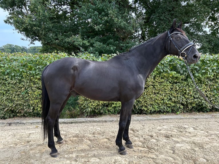 Hannoveraan Ruin 21 Jaar 167 cm Zwart in Fr&#xF6;ndenberg
