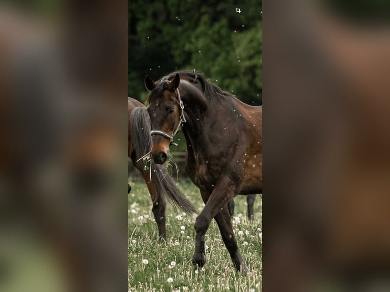 Hannoveraan Ruin 21 Jaar 168 cm Donkerbruin in DetmoldDetmold