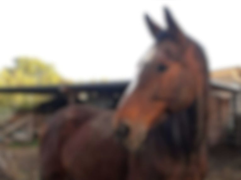 Hannoveraan Ruin 21 Jaar 176 cm Bruin in Hannover