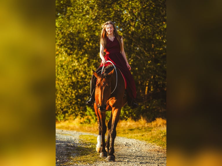 Hannoveraan Ruin 21 Jaar 177 cm Bruin in Bernsbacherns Hannoveraan Ruin 21 Jaar 177 cm Bruin in Bernsbacherns