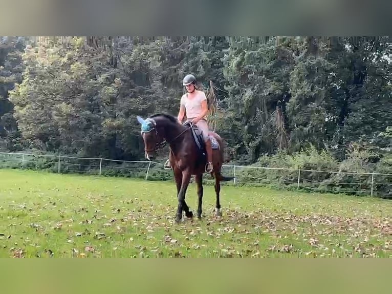 Hannoveraan Ruin 22 Jaar 162 cm Bruin in Hummelfeld