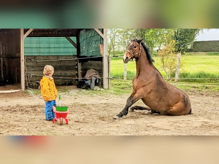 Hannoveraan Ruin 22 Jaar 162 cm Bruin in Hummelfeld
