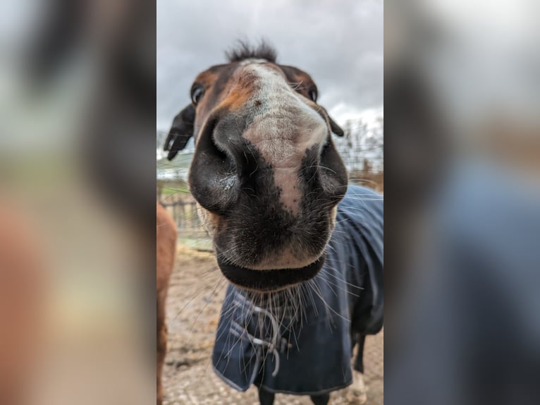 Hannoveraan Ruin 22 Jaar 162 cm Bruin in Hummelfeld