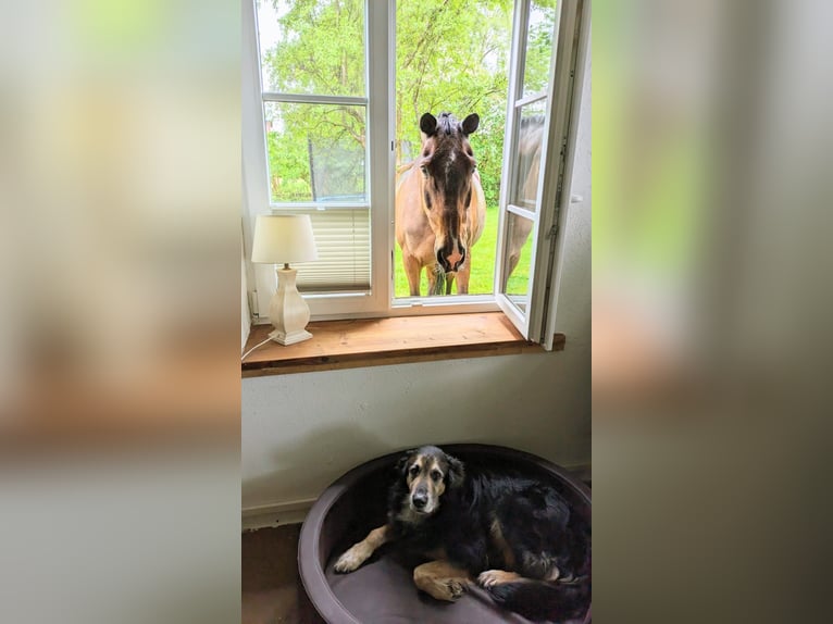 Hannoveraan Ruin 22 Jaar 162 cm Bruin in Hummelfeld