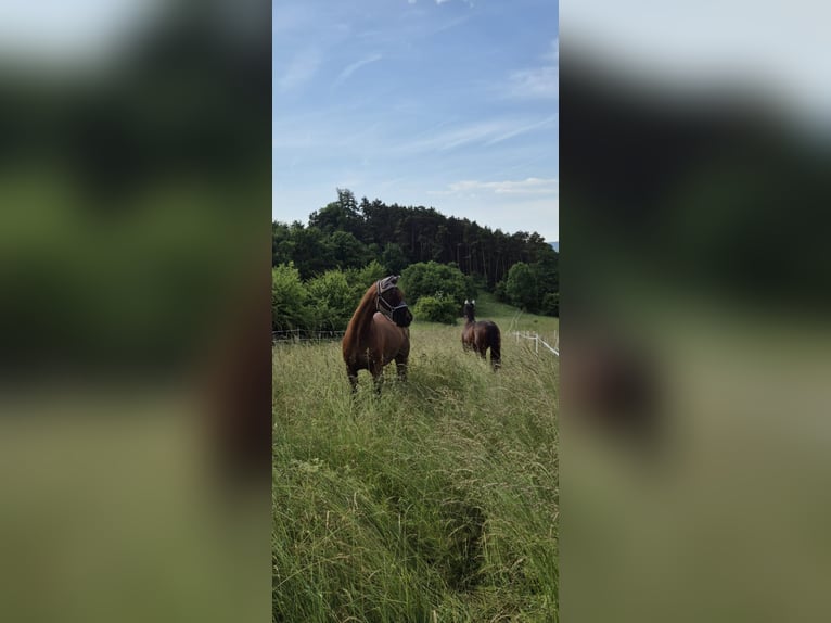 Hannoveraan Ruin 22 Jaar 164 cm Bruin in Bad Wildungen