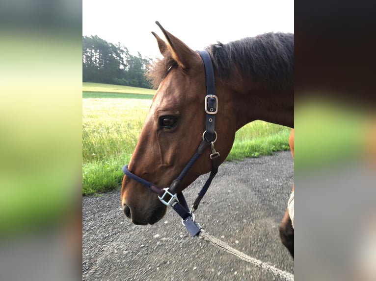 Hannoveraan Ruin 22 Jaar 164 cm Bruin in Bad Wildungen