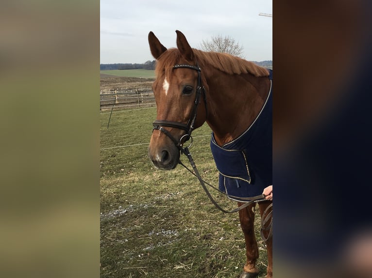 Hannoveraan Ruin 22 Jaar 168 cm Vos in Biberach an der Riß