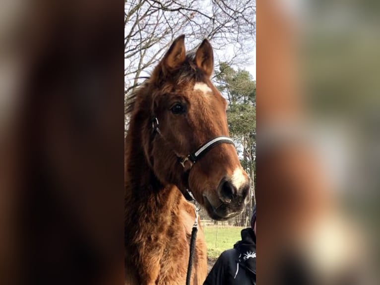 Hannoveraan Ruin 28 Jaar 165 cm Bruin in Ribbesbüttel