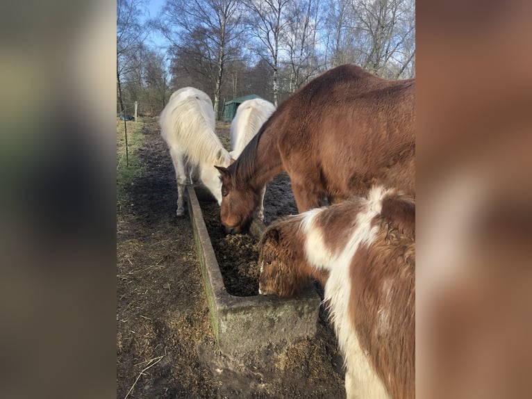 Hannoveraan Ruin 29 Jaar 165 cm Bruin in Ribbesbüttel