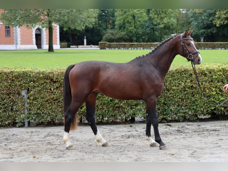 Hannoveraan Ruin 2 Jaar 157 cm Bruin in Celle