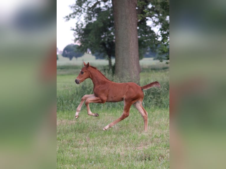 Hannoveraan Ruin 2 Jaar 160 cm Vos in Clenze