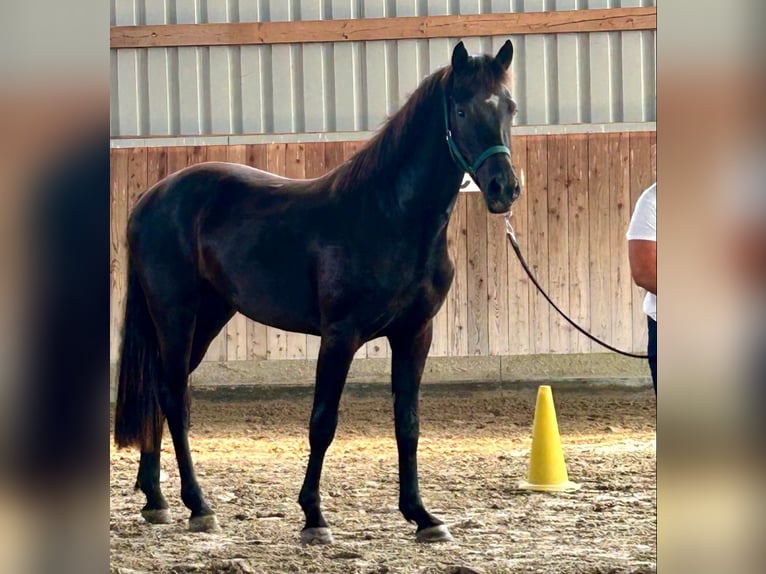 Hannoveraan Ruin 2 Jaar 160 cm Zwart in Hardegsen