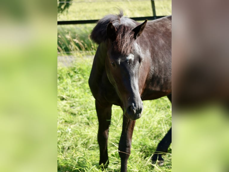 Hannoveraan Ruin 2 Jaar 160 cm Zwart in Hardegsen