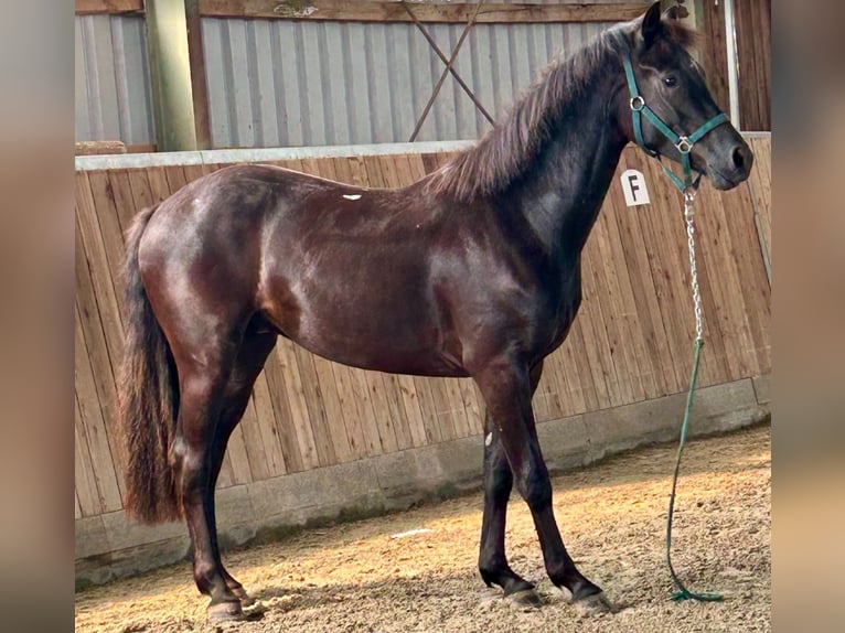 Hannoveraan Ruin 2 Jaar 160 cm Zwart in Hardegsen