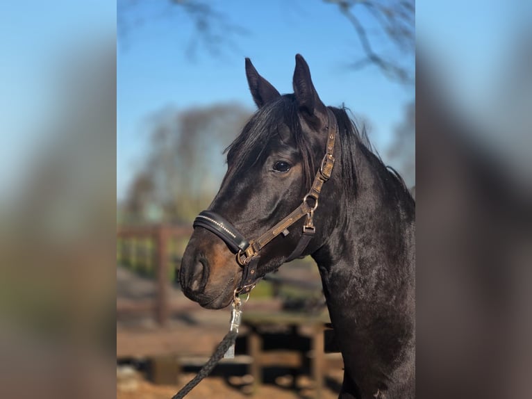 Hannoveraan Ruin 2 Jaar 162 cm Zwartbruin in Osteel