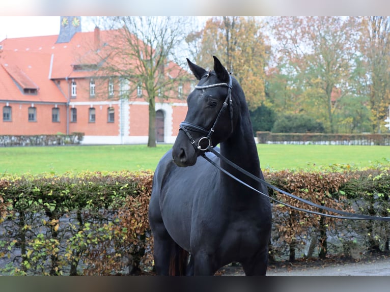 Hannoveraan Ruin 2 Jaar 164 cm Zwart in Celle