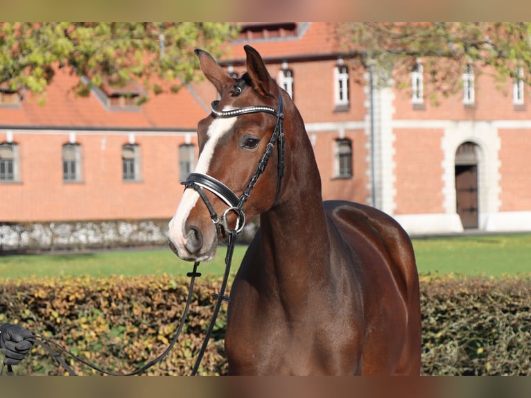 Hannoveraan Ruin 2 Jaar 165 cm Bruin in Celle