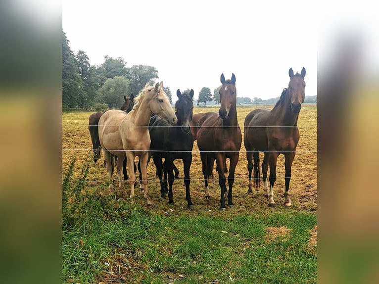 Hannoveraan Ruin 2 Jaar 165 cm Bruin in Zeschdorf