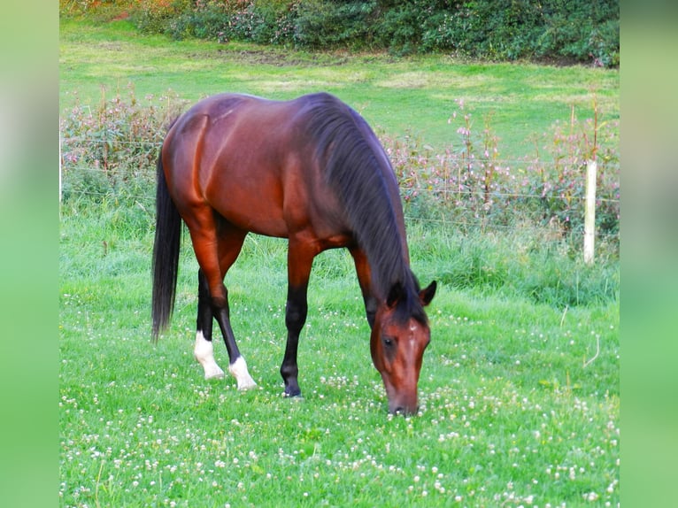 Hannoveraan Ruin 2 Jaar 165 cm Donkerbruin in Lienen