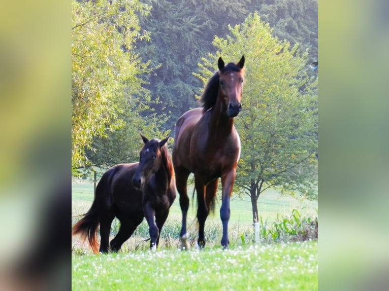 Hannoveraan Ruin 2 Jaar 165 cm Donkerbruin in Lienen