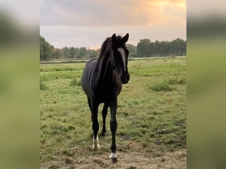 Hannoveraan Ruin 2 Jaar 165 cm Zwart in Langwedel