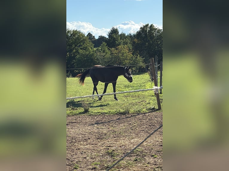 Hannoveraan Ruin 2 Jaar 166 cm Zwart in Bad Friedrichshall