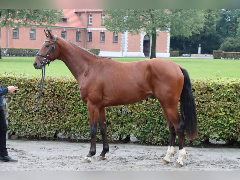 Hannoveraan Ruin 2 Jaar 167 cm Bruin in Celle