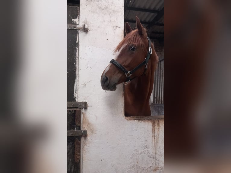 Hannoveraan Ruin 2 Jaar 168 cm Vos in Großenaspe