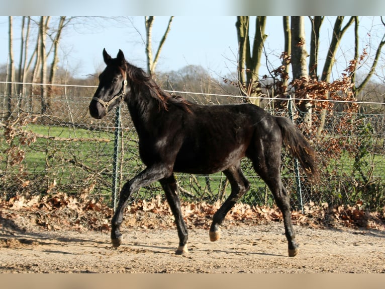 Hannoveraan Ruin 2 Jaar 168 cm Zwart in Kutenholz