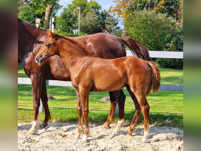 Hannoveraan Ruin 2 Jaar 169 cm Donkere-vos in Ochtersum