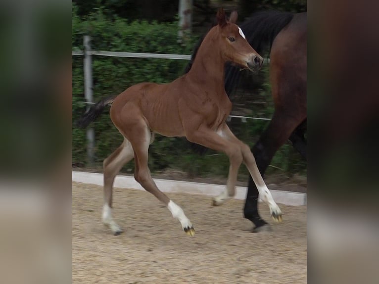 Hannoveraan Ruin 2 Jaar 170 cm Bruin in Ratekau