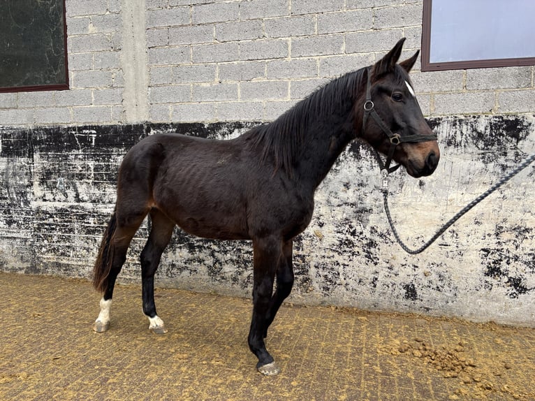 Hannoveraan Ruin 2 Jaar 170 cm Donkerbruin in Brechen
