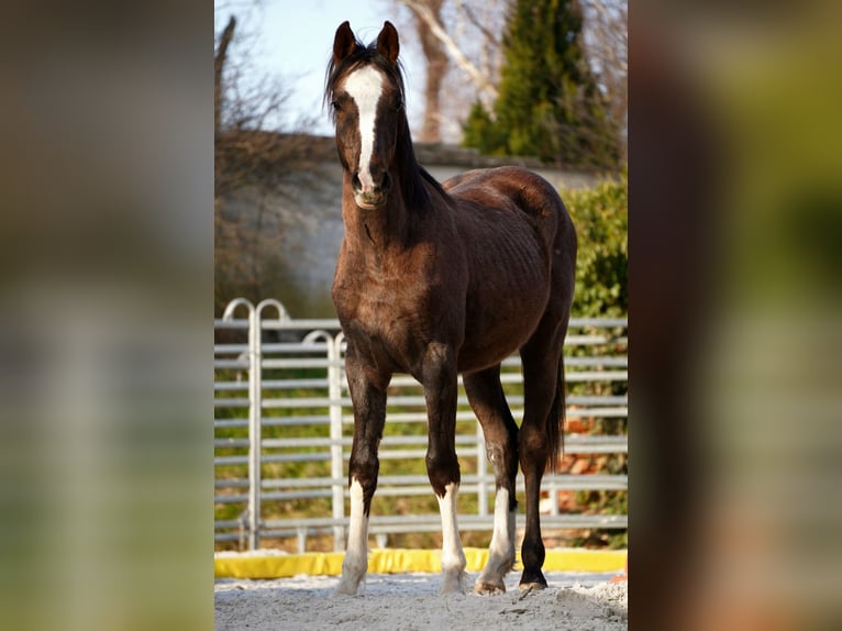 Hannoveraan Ruin 2 Jaar 170 cm kan schimmel zijn in Leipzig