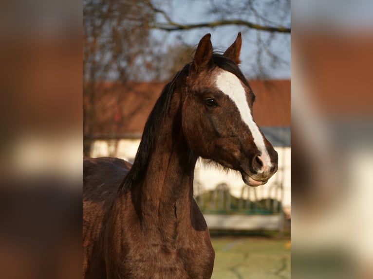 Hannoveraan Ruin 2 Jaar 170 cm kan schimmel zijn in Leipzig