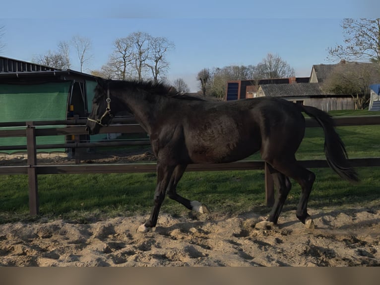 Hannoveraan Ruin 2 Jaar 170 cm Zwart in Ihlienworth