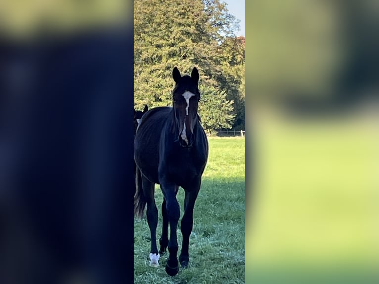 Hannoveraan Ruin 2 Jaar 172 cm Zwartbruin in Lentföhrden