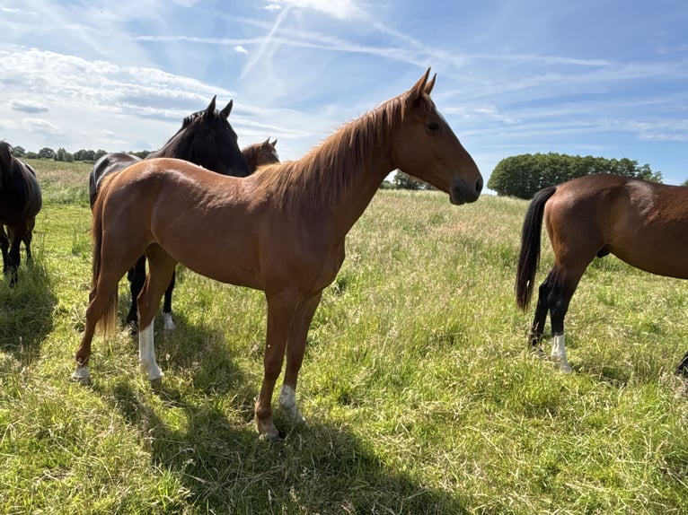 Hannoveraan Ruin 2 Jaar Vos in Hohnstorf (Elbe)