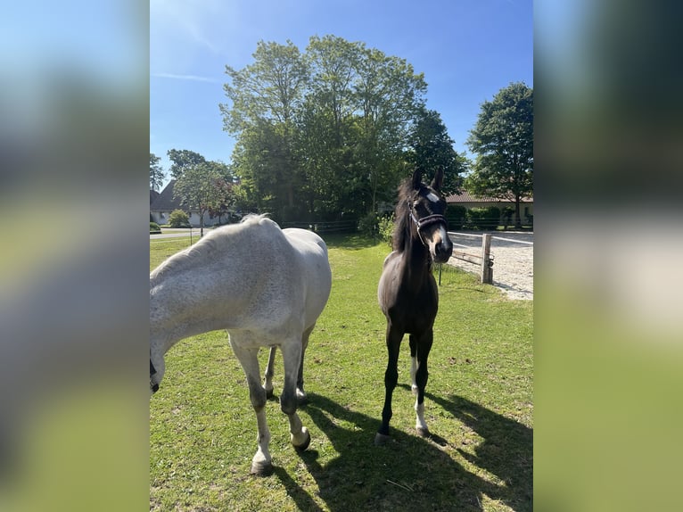 Hannoveraan Ruin 2 Jaar Zwartbruin in Minden