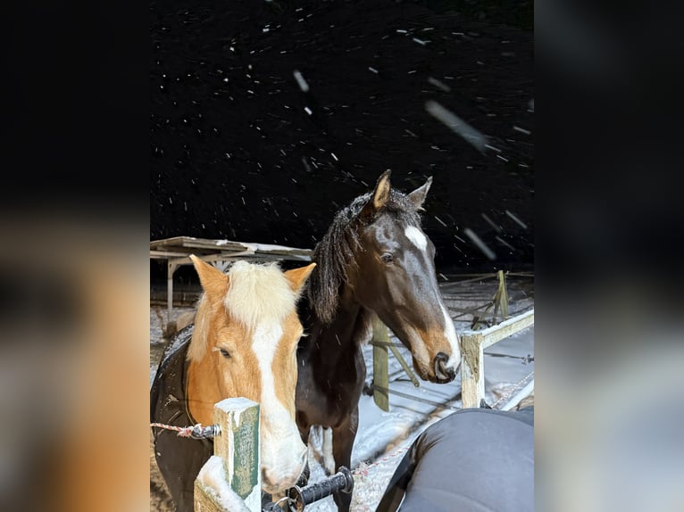 Hannoveraan Ruin 2 Jaar Zwartbruin in Minden