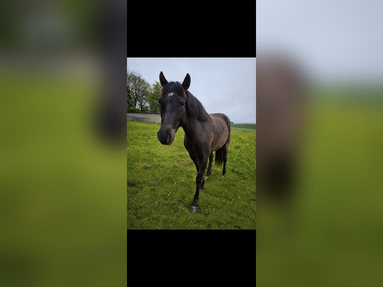 Hannoveraan Mix Ruin 3 Jaar 155 cm Zwart in Brilon