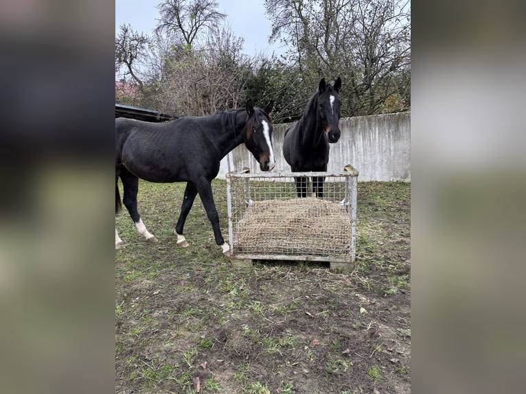 Hannoveraan Ruin 3 Jaar 160 cm Bruin in Schellerten