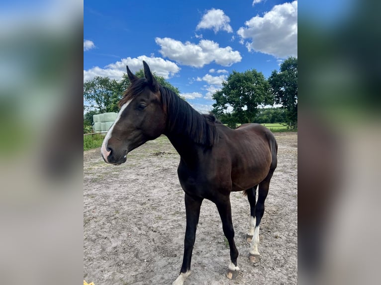 Hannoveraan Ruin 3 Jaar 160 cm Bruin in Schellerten