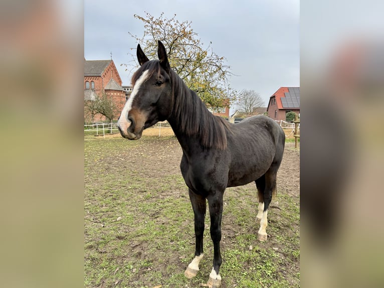 Hannoveraan Ruin 3 Jaar 160 cm Bruin in Schellerten