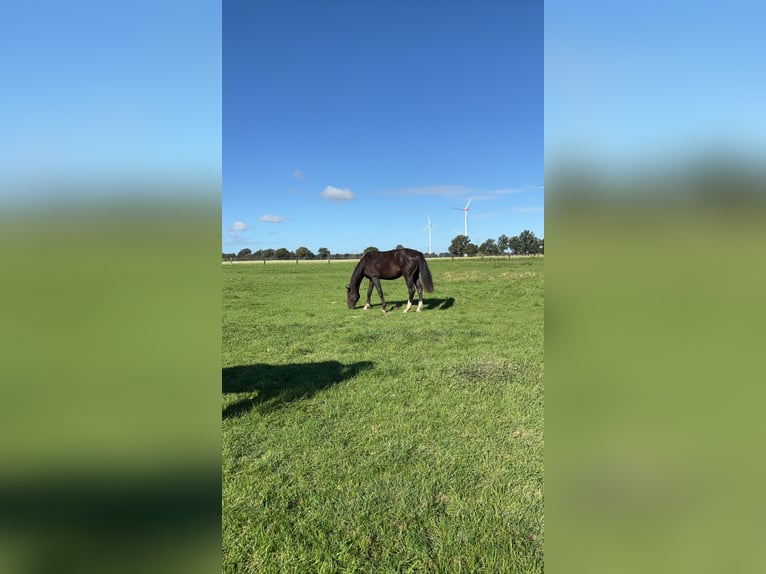 Hannoveraan Ruin 3 Jaar 160 cm Bruin in Schellerten