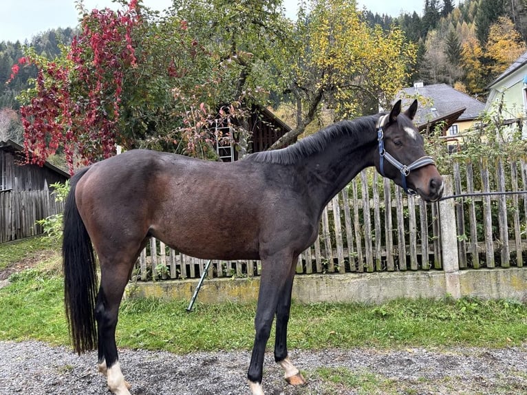 Hannoveraan Ruin 3 Jaar 160 cm Donkerbruin in Schöder