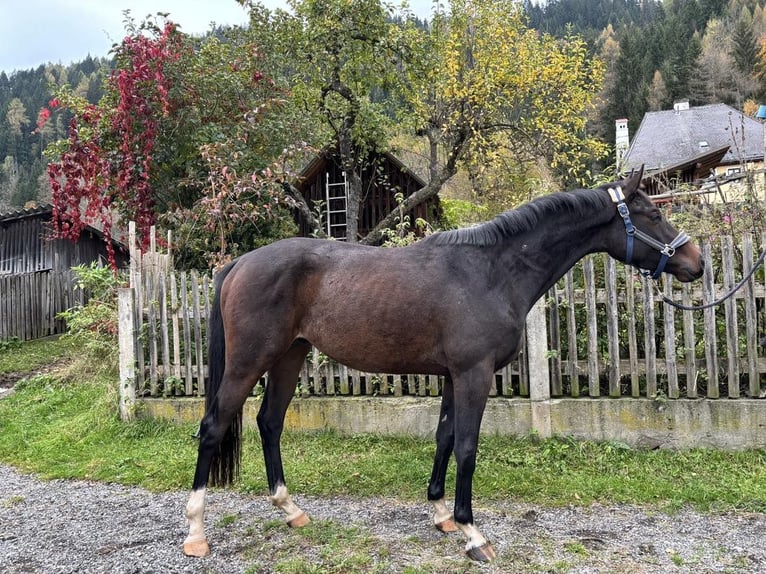 Hannoveraan Ruin 3 Jaar 160 cm Donkerbruin in Schöder