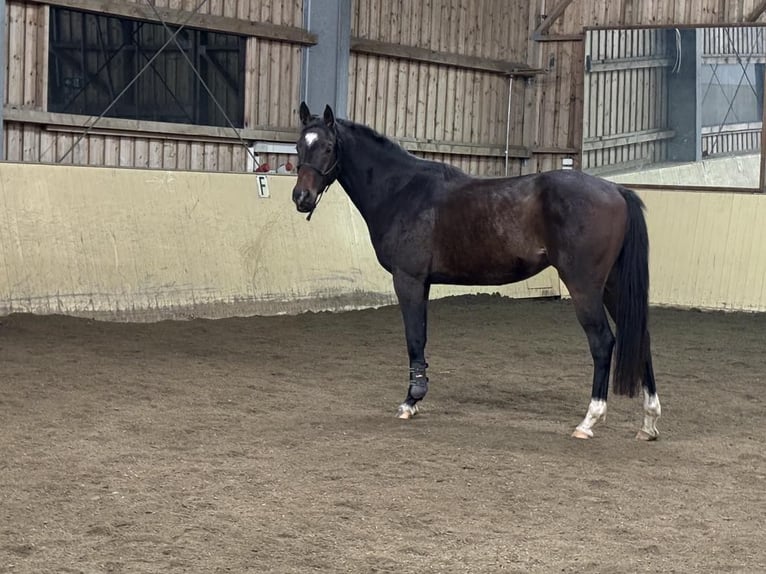 Hannoveraan Ruin 3 Jaar 160 cm Donkerbruin in Schöder