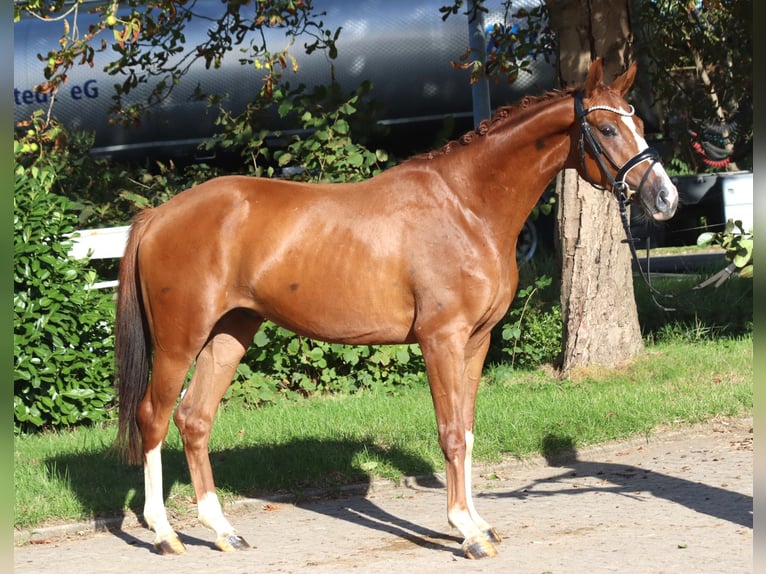 Hannoveraan Ruin 3 Jaar 160 cm Vos in Selsingen