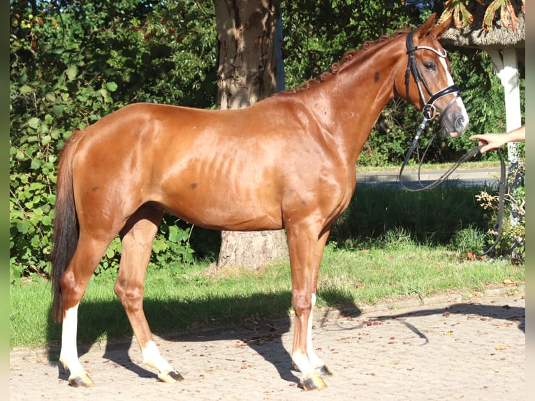 Hannoveraan Ruin 3 Jaar 160 cm Vos in Selsingen