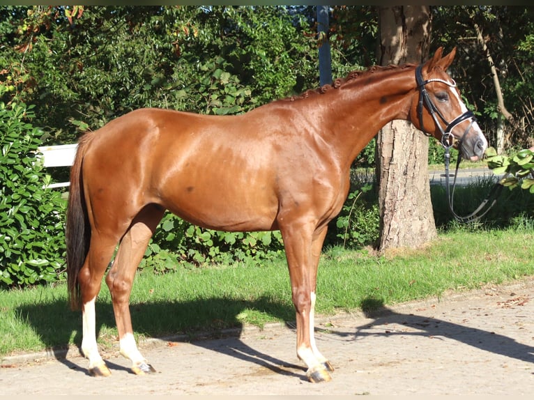 Hannoveraan Ruin 3 Jaar 160 cm Vos in Selsingen